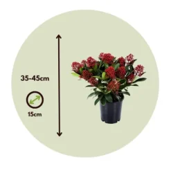 Krukkeplanter Indendørs^Rød Skimmia - Sæt med 4 - Skimmia japonica 'Rubella' - Højde 35-45cm - ⌀15cm