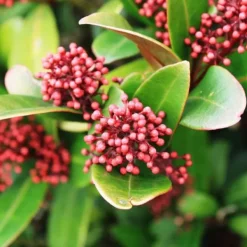 Krukkeplanter Indendørs^Rød Skimmia - Sæt med 4 - Skimmia japonica 'Rubella' - Højde 35-45cm - ⌀15cm