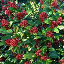 Krukkeplanter Indendørs^Rød Skimmia - Sæt med 4 - Skimmia japonica 'Rubella' - Højde 35-45cm - ⌀15cm