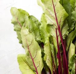 Frø^Rødbeder RABARB CHARD 5g BOTWINA frø PlantiCo