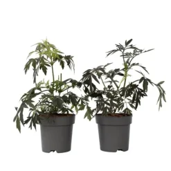 Buskads^Rødbladet hyld - Sæt med 2 - Sambucus nigra Black Lace - Højde 25-40cm - ⌀17cm