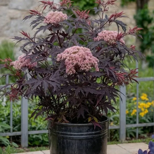 Discount Rødbladet hyld - Sæt med 4 - Sambucus nigra Black Lace - Højde 25-40cm - ⌀17cm Buskads