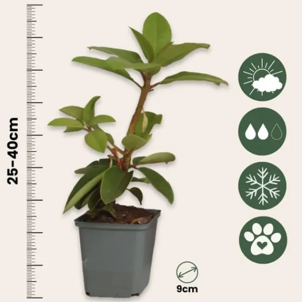 Buskads^Rhododendronbusk - Sæt med 6 - Rhododendron catawbiense - Højde 25-40cm - ⌀9cm