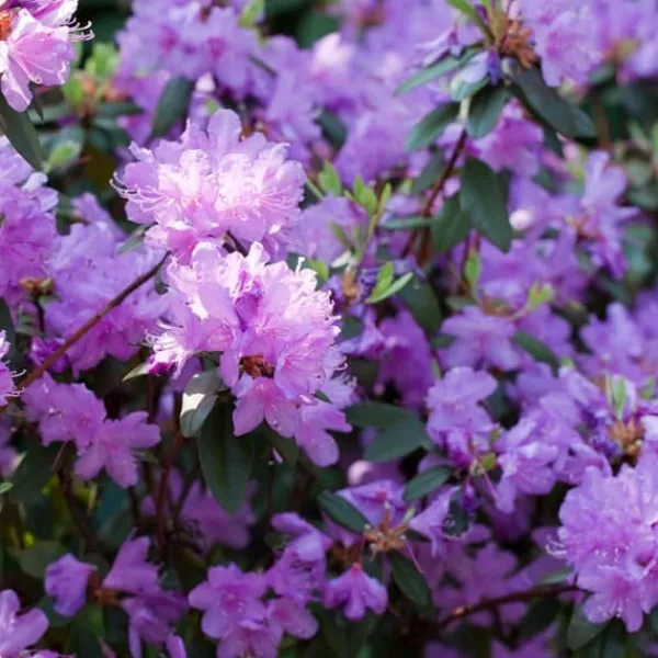 Buskads^Rhododendronbusk - Sæt med 6 - Rhododendron catawbiense - Højde 25-40cm - ⌀9cm