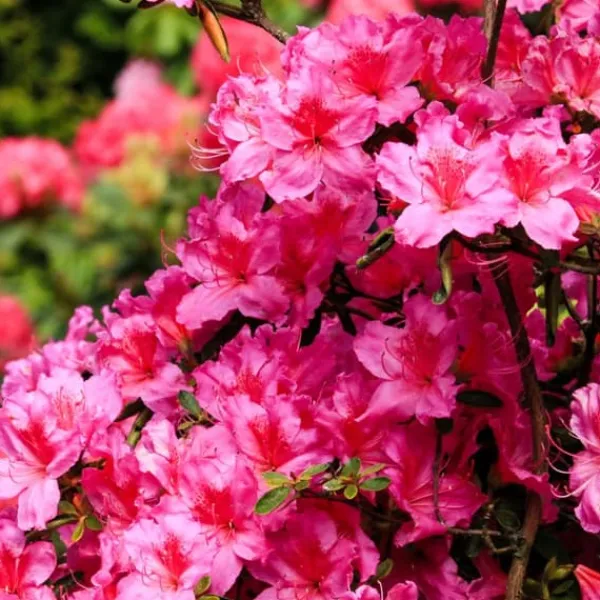 Buskads^Rhododendronbusk - Sæt med 6 - Rhododendron catawbiense - Højde 25-40cm - ⌀9cm