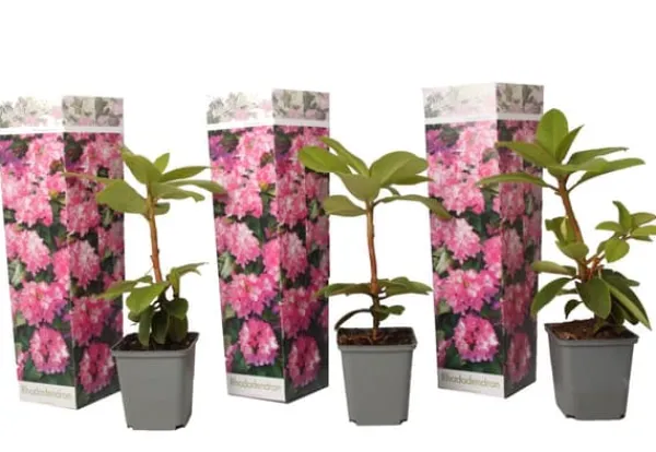 Buskads^Rhododendronbusk - Sæt med 3 - R. roseum 'Elegans pink' - Højde 25-40cm - ⌀9cm