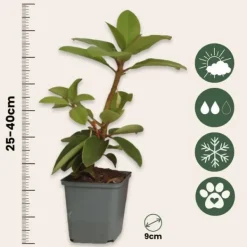 Buskads^Rhododendronbusk - Sæt med 3 - R. 'Catawbiense purple' - Højde 25-40cm - ⌀9cm