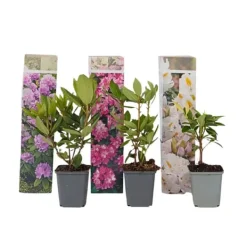 Buskads^Rhododendronbusk - Sæt med 3 - Rhododendron catawbiense - Højde 25-40cm - ⌀9cm