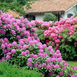 Buskads^Rhododendronbusk - Sæt med 3 - Rhododendron catawbiense - Højde 25-40cm - ⌀9cm