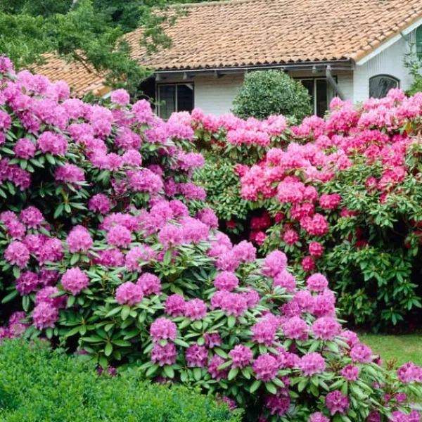 Buskads^Rhododendronbusk - Sæt med 3 - Rhododendron catawbiense - Højde 25-40cm - ⌀9cm