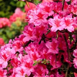 Buskads^Rhododendronbusk - Sæt med 3 - Rhododendron catawbiense - Højde 25-40cm - ⌀9cm