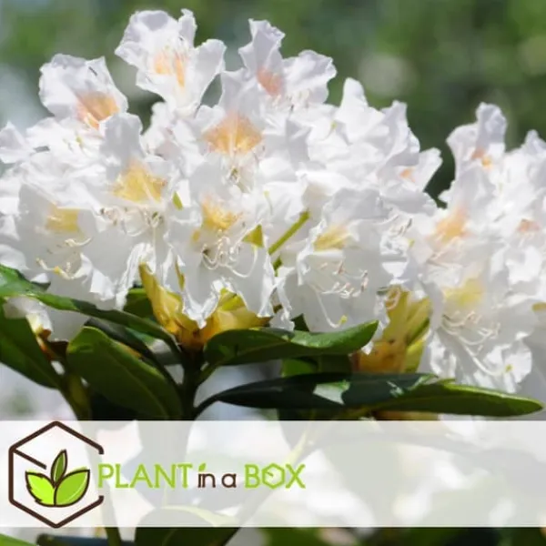 Buskads^Rhododendronbusk - Sæt med 3 - Rhododendron catawbiense - Højde 25-40cm - ⌀9cm