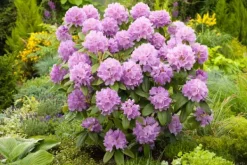 Buskads^Rhododendronbusk - Sæt med 3 - Rhododendron catawbiense - Højde 25-40cm - ⌀9cm