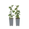Outlet Ribs - Sæt med 2 - Ribes rubrum 'Jonkheer van Tets' - Højde 50-60cm - ⌀15cm Buskads