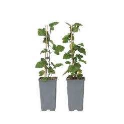 Outlet Ribs - Sæt med 2 - Ribes rubrum 'Jonkheer van Tets' - Højde 50-60cm - ⌀15cm Buskads