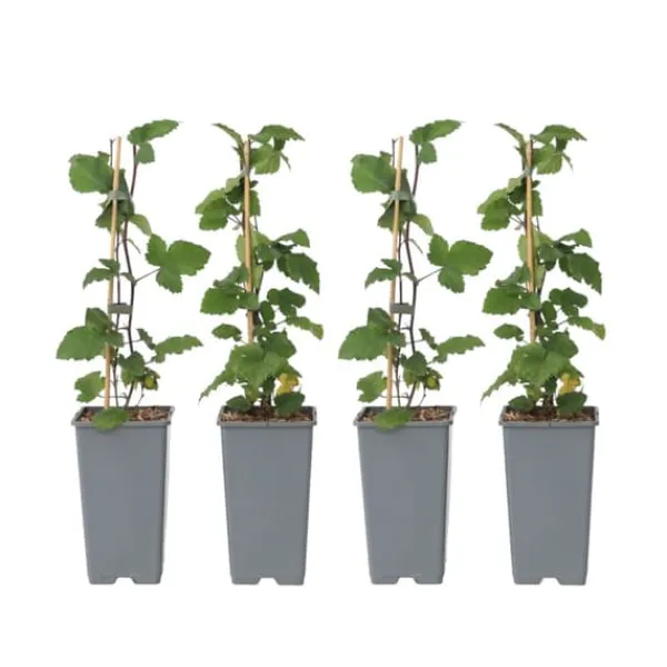 Sale Ribs - Sæt med 4 - Ribes rubrum 'Jonkheer van Tets' - Højde 50-60cm - ⌀15cm Buskads