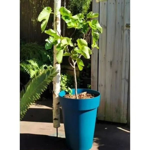 Krukkeplanter Indendørs^RIVIERA SOLEILLA blomlåda - Plast - Höjd 53 cm - Blå