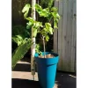 Outlet RIVIERA SOLEILLA blomsterkasse - Plastik - Højde 53 cm - Blå Krukkeplanter Indendørs