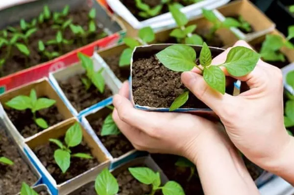 Gødningsmidler^RODNINGSGØDNING TIL GRØNNE FRØPLANTE OG FRØ 30ML AGRECOL