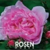 Blomster^Rosen 2025