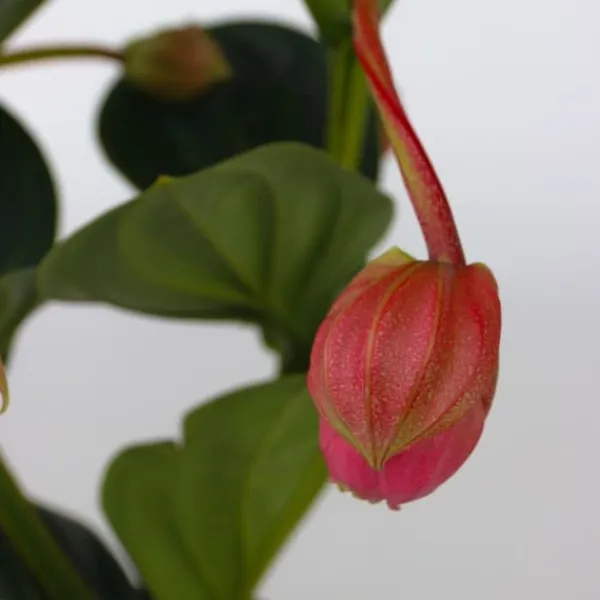Best Rosendrue - Medinilla magnifica - Højde 40-50cm - ⌀14cm Krukkeplanter Indendørs