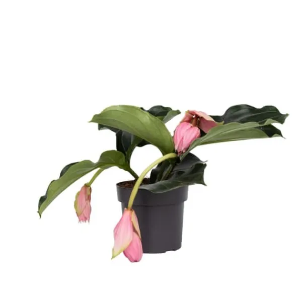 Krukkeplanter Indendørs^Rosendrue - Medinilla magnifica - Højde 40-50cm - ⌀17cm