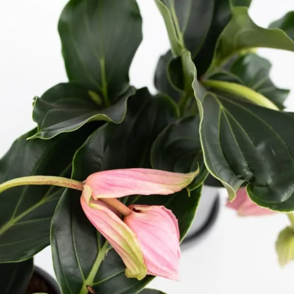 Krukkeplanter Indendørs^Rosendrue - Medinilla magnifica - Højde 40-50cm - ⌀17cm