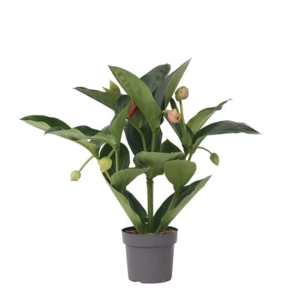 Sale Rosendrue - Medinilla magnifica - Højde 55-60cm - ⌀17cm Krukkeplanter Indendørs