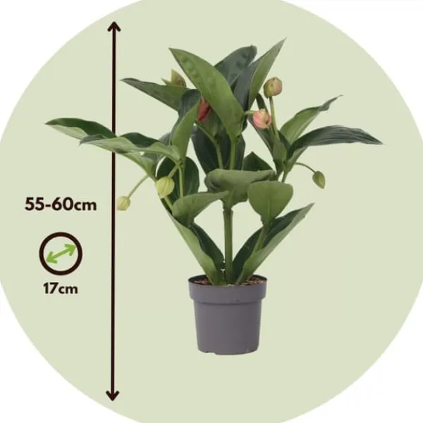 Sale Rosendrue - Medinilla magnifica - Højde 55-60cm - ⌀17cm Krukkeplanter Indendørs