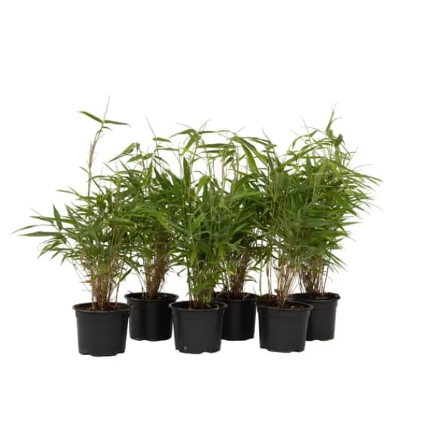 Buskads^Rufa bambus - Sæt med 6 - Fargesia rufa - Højde 25-40cm - ⌀13cm