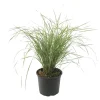 Krukkeplanter Indendørs^Sandrør - Calamagrostis acutiflora 'Overdam' - Højde 20-30cm - ⌀23cm