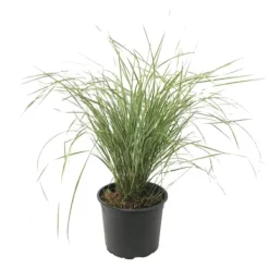 Krukkeplanter Indendørs^Sandrør - Calamagrostis acutiflora 'Overdam' - Højde 20-30cm - ⌀23cm