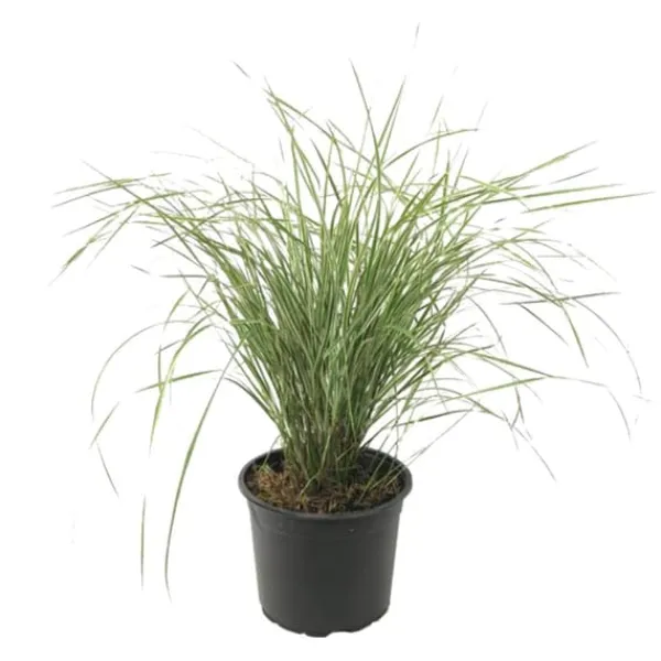 Krukkeplanter Indendørs^Sandrør - Calamagrostis acutiflora 'Overdam' - Højde 20-30cm - ⌀23cm