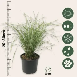 Krukkeplanter Indendørs^Sandrør - Calamagrostis acutiflora 'Overdam' - Højde 20-30cm - ⌀23cm
