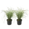 Hot Sandrør - Sæt 2 - Calamagrostis acutiflora x 'Overdam' - Højde 20-30cm - ⌀23cm Haveplanter