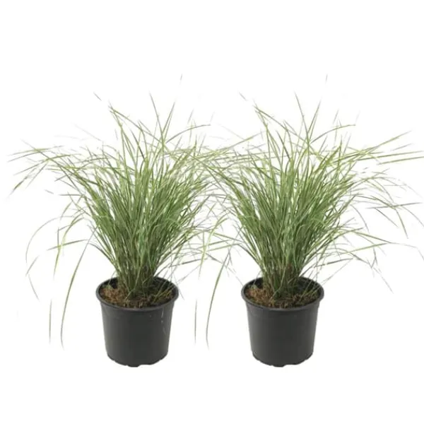Hot Sandrør - Sæt 2 - Calamagrostis acutiflora x 'Overdam' - Højde 20-30cm - ⌀23cm Haveplanter