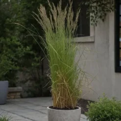 Hot Sandrør - Sæt 2 - Calamagrostis acutiflora x 'Overdam' - Højde 20-30cm - ⌀23cm Haveplanter