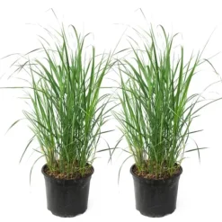 Best Sandrør - Sæt med 2 - Calamagrostis 'Karl Foerster' - Højde 40-60cm - ⌀23cm Krukkeplanter Indendørs