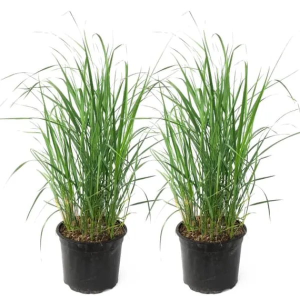 Best Sandrør - Sæt med 2 - Calamagrostis 'Karl Foerster' - Højde 40-60cm - ⌀23cm Krukkeplanter Indendørs