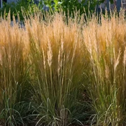 Best Sandrør - Sæt med 2 - Calamagrostis 'Karl Foerster' - Højde 40-60cm - ⌀23cm Krukkeplanter Indendørs