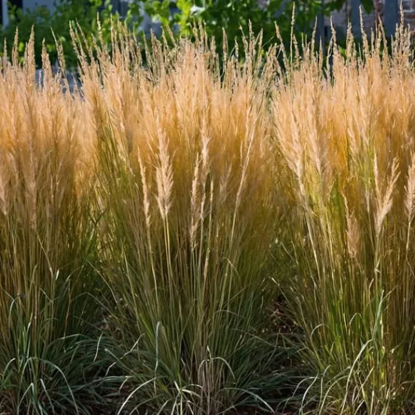 Best Sandrør - Sæt med 2 - Calamagrostis 'Karl Foerster' - Højde 40-60cm - ⌀23cm Krukkeplanter Indendørs
