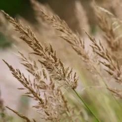 Best Sandrør - Sæt med 2 - Calamagrostis 'Karl Foerster' - Højde 40-60cm - ⌀23cm Krukkeplanter Indendørs