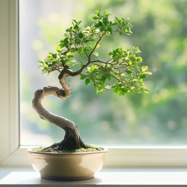 Krukkeplanter Indendørs^S-formet bonsai - Zelkova serrata - Højde 20-25cm - ⌀15cm