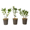 Best Sibirisk blåbær - Sæt med 3 - Lonicera kamtchatica - Højde 25-40cm - ⌀9cm Buskads