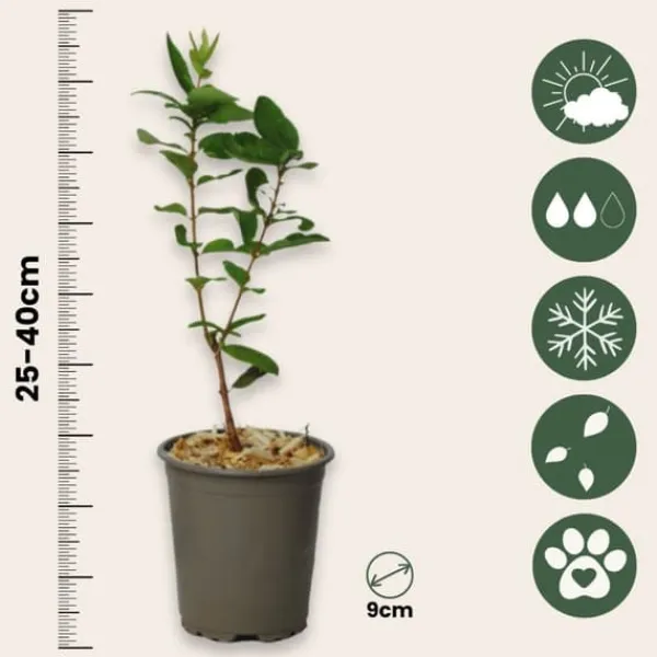 Best Sibirisk blåbær - Sæt med 3 - Lonicera kamtchatica - Højde 25-40cm - ⌀9cm Buskads