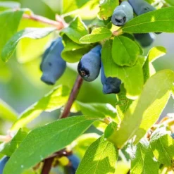 Best Sibirisk blåbær - Sæt med 3 - Lonicera kamtchatica - Højde 25-40cm - ⌀9cm Buskads