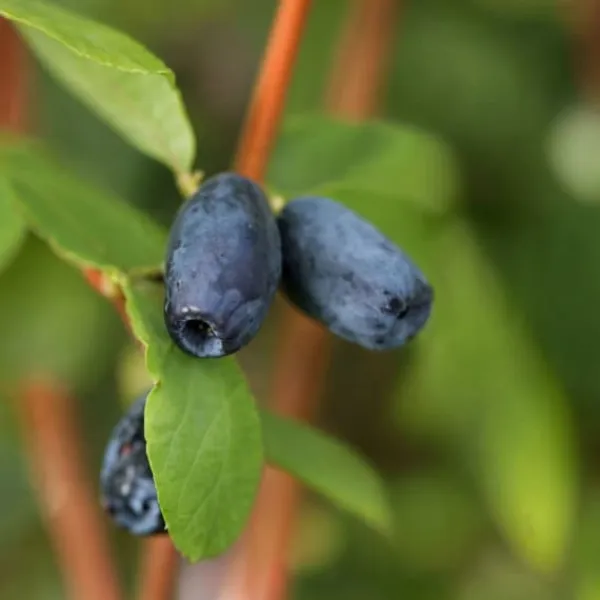 Best Sibirisk blåbær - Sæt med 3 - Lonicera kamtchatica - Højde 25-40cm - ⌀9cm Buskads