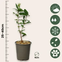 Discount Sibirisk blåbær - Sæt med 6 - Lonicera kamtchatica - Højde 25-40cm - ⌀9cm Buskads