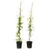 Skovranke - 2 stk. - Clematis 'The President' - Højde 100-120cm - ⌀17cm Haveplanter