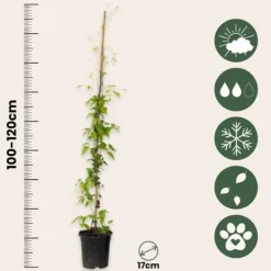 Skovranke - 2 stk. - Clematis 'The President' - Højde 100-120cm - ⌀17cm Haveplanter